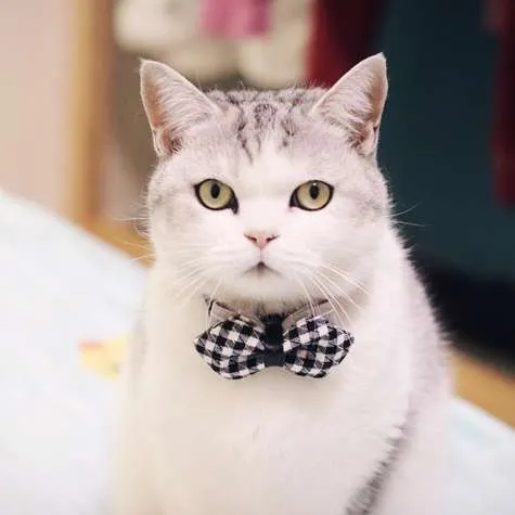 Cat Stylish Bow Tie - Blue Plaid